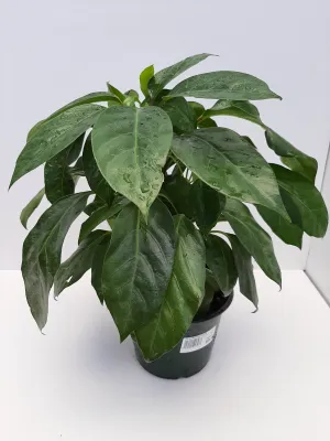 6" schefflera alpine