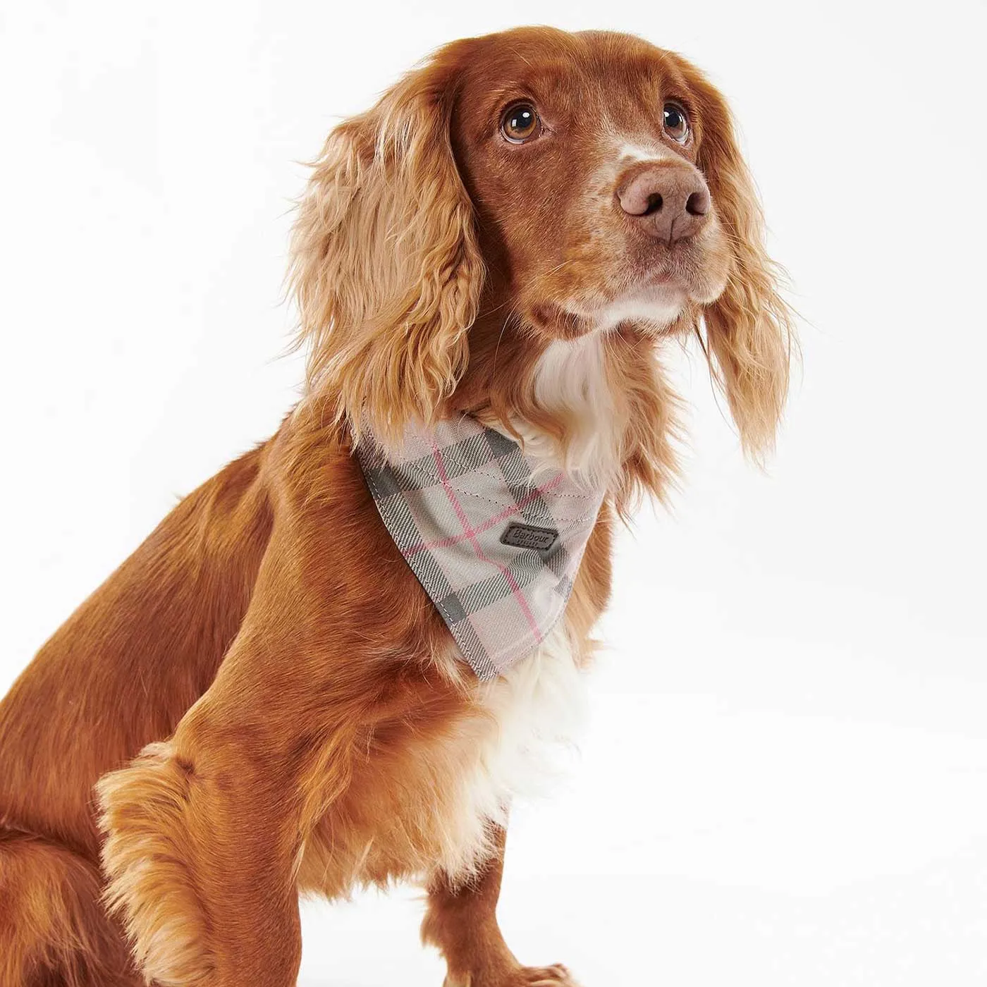 Barbour Tartan Bandana