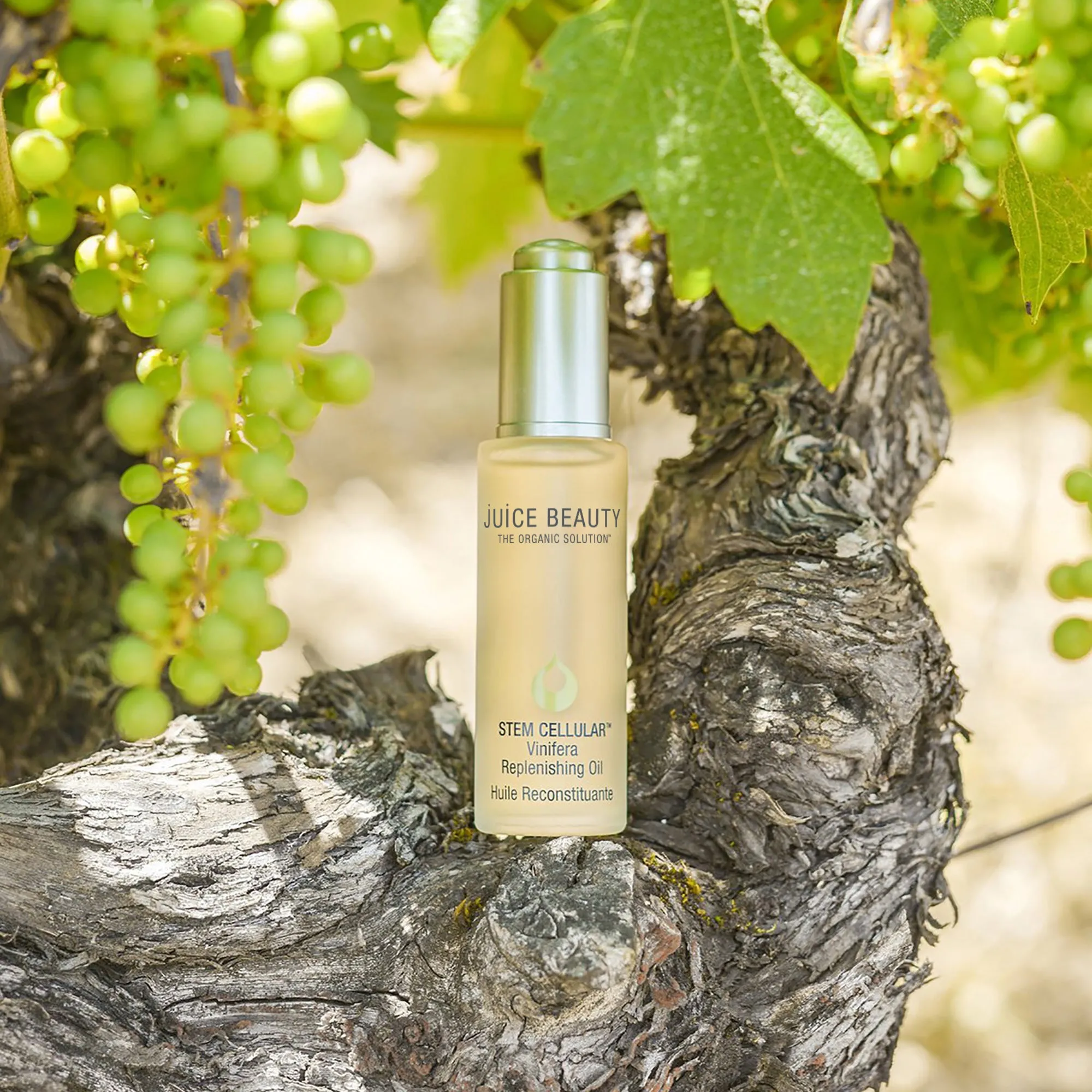 Stem Cellular Vinifera Replenishing Oil   Primer